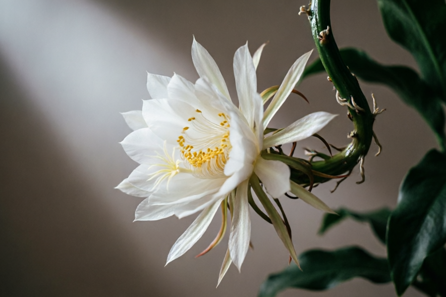 梦花的功效与作用